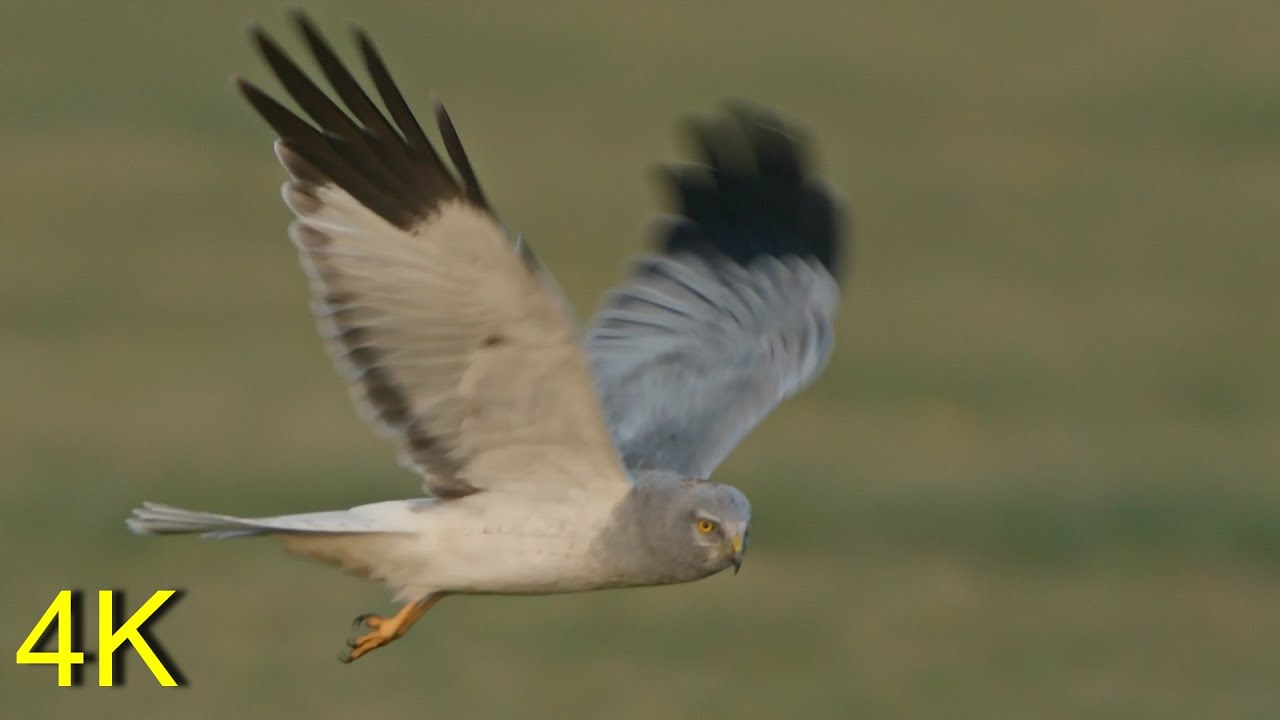 Kornweihe - Im Flug jagend   --- Henharrier- In Flight Hunting