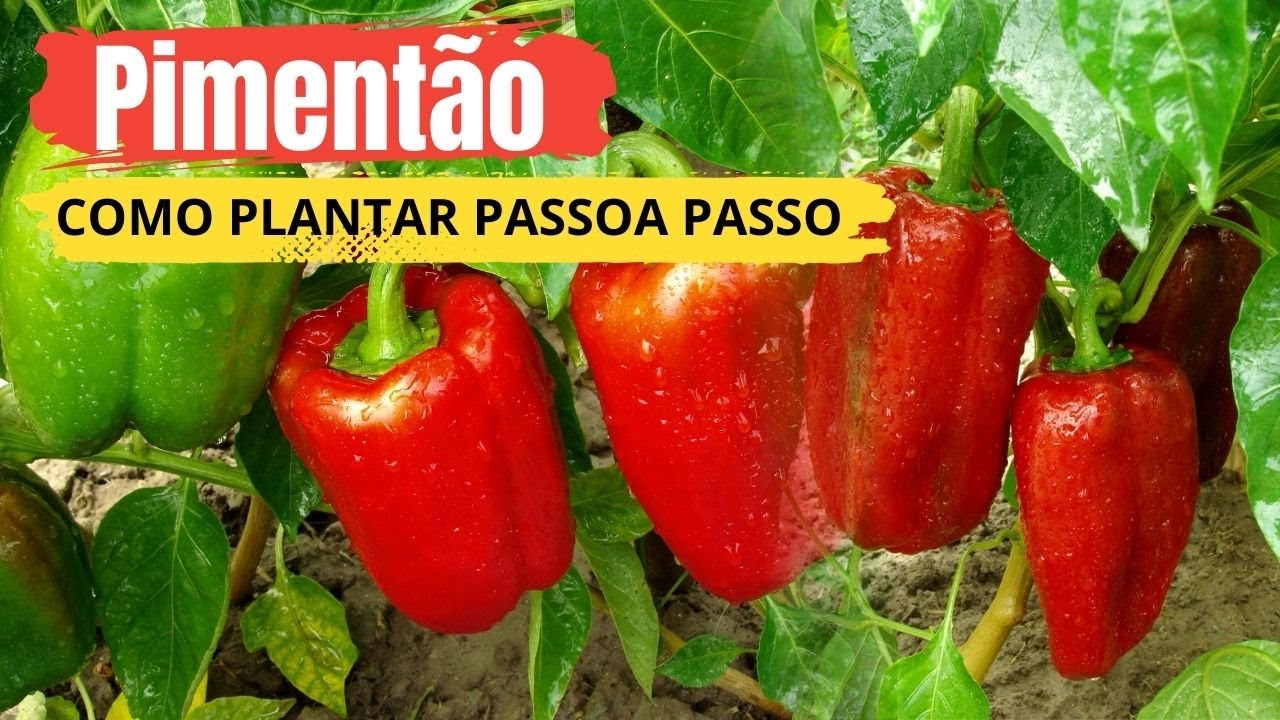 COMO PLANTAR PIMENTÃO - O PASSO A PASSO MAIS COMPLETO DO YOUTUBE