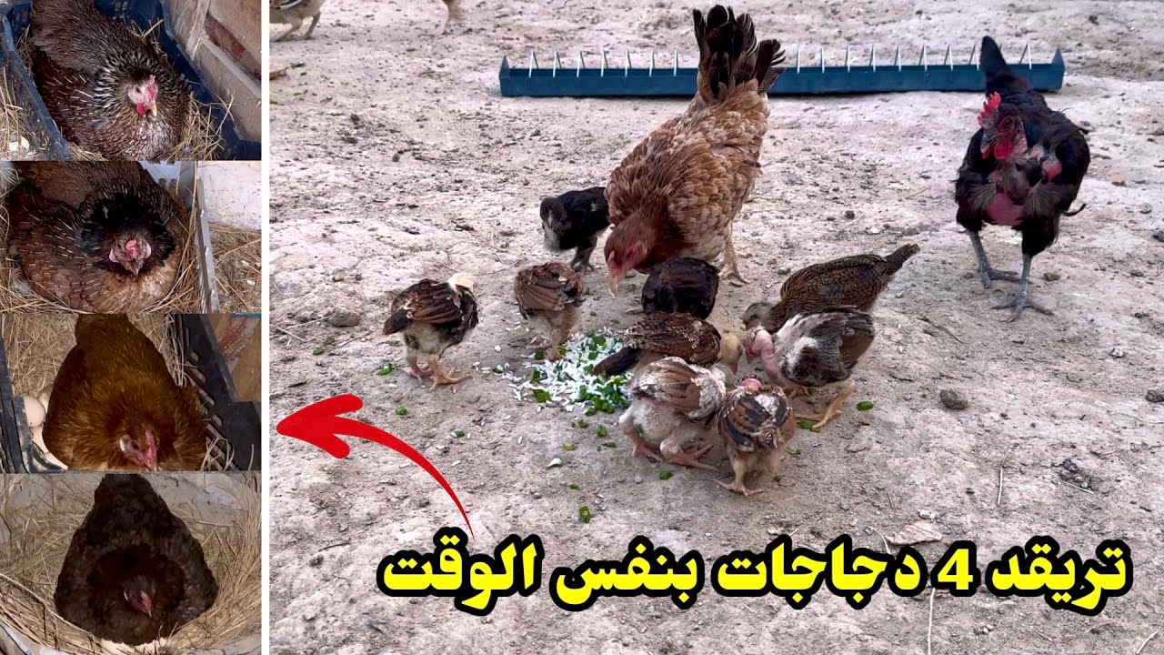 يوميات الدجاج 🐔 كركت 4 دجاجات بنفس الوقت + خليت الافراخ يسرحون 🐥