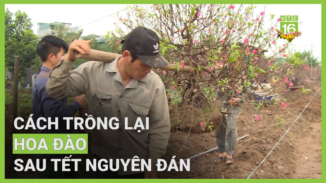 Hướng dẫn kỹ thuật trồng lại đào sau Tết | VTC16