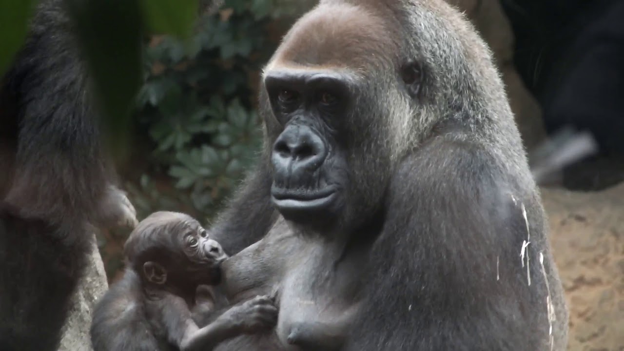 Breastfeeding of gorilla (two days after birth). Ueno Zoo.ゴリラの授乳（生後二日）。上野動物園。