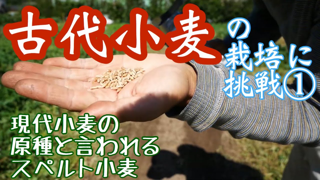 《古代小麦の栽培》①スペルト小麦の種まきと発芽の様子:2019年10月9-21日【農業ユーチューバー】