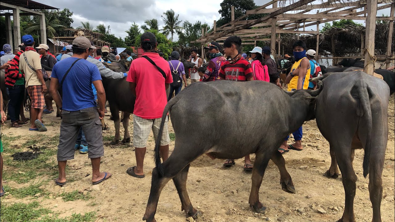 STOCKYARD OF NABILOG TAYASAN NEGROS ORIENTAL | BUHAY PROBINSYA