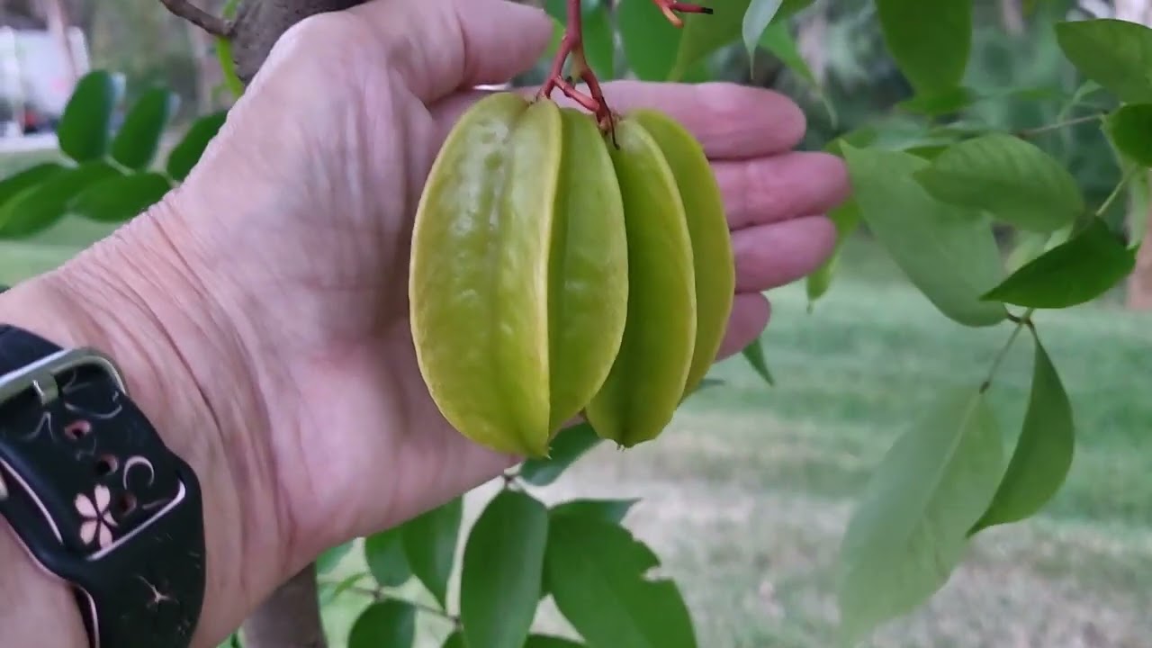 My first Starfruit tree. These are my first starfruit within weeks of planting it.  