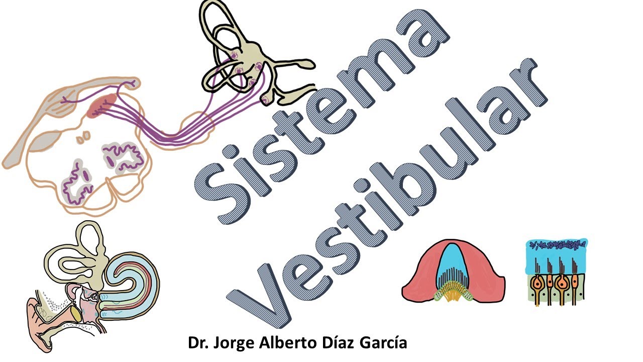 Sistema vestibular resumen