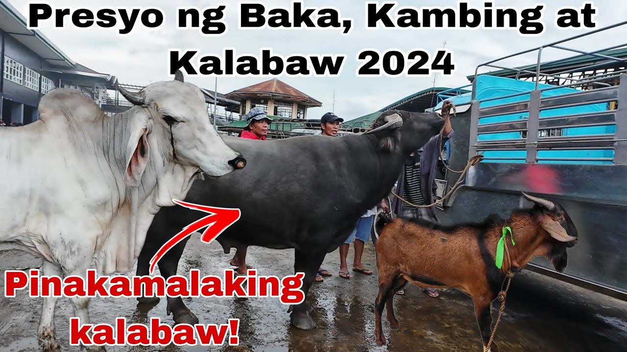 June 28, 2024 Presyo ng Baka, Kambing, at Kalabaw | Dji Osmo Action 4 | Livestock Farming