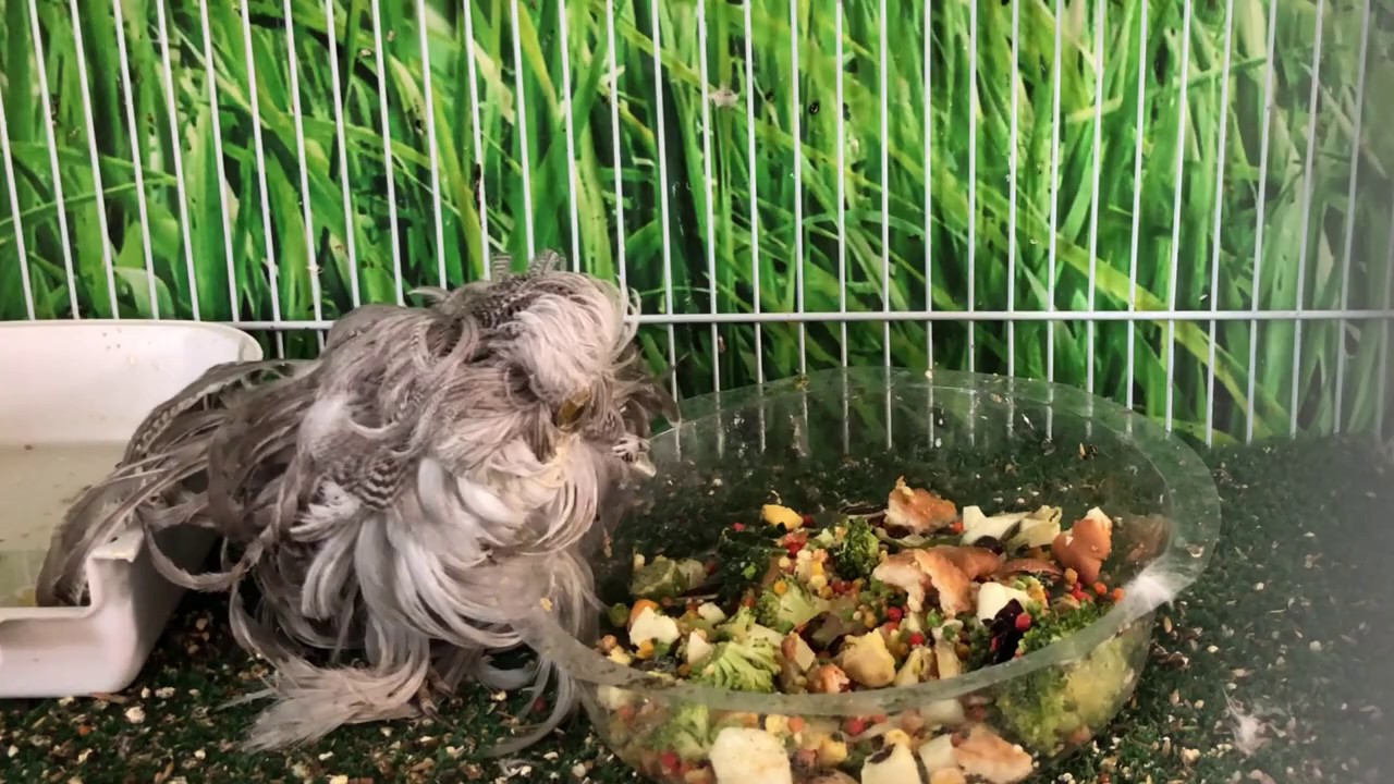 Budgie with Feather Duster Syndrome | Meet Hooty the Budgie that looks like an owl