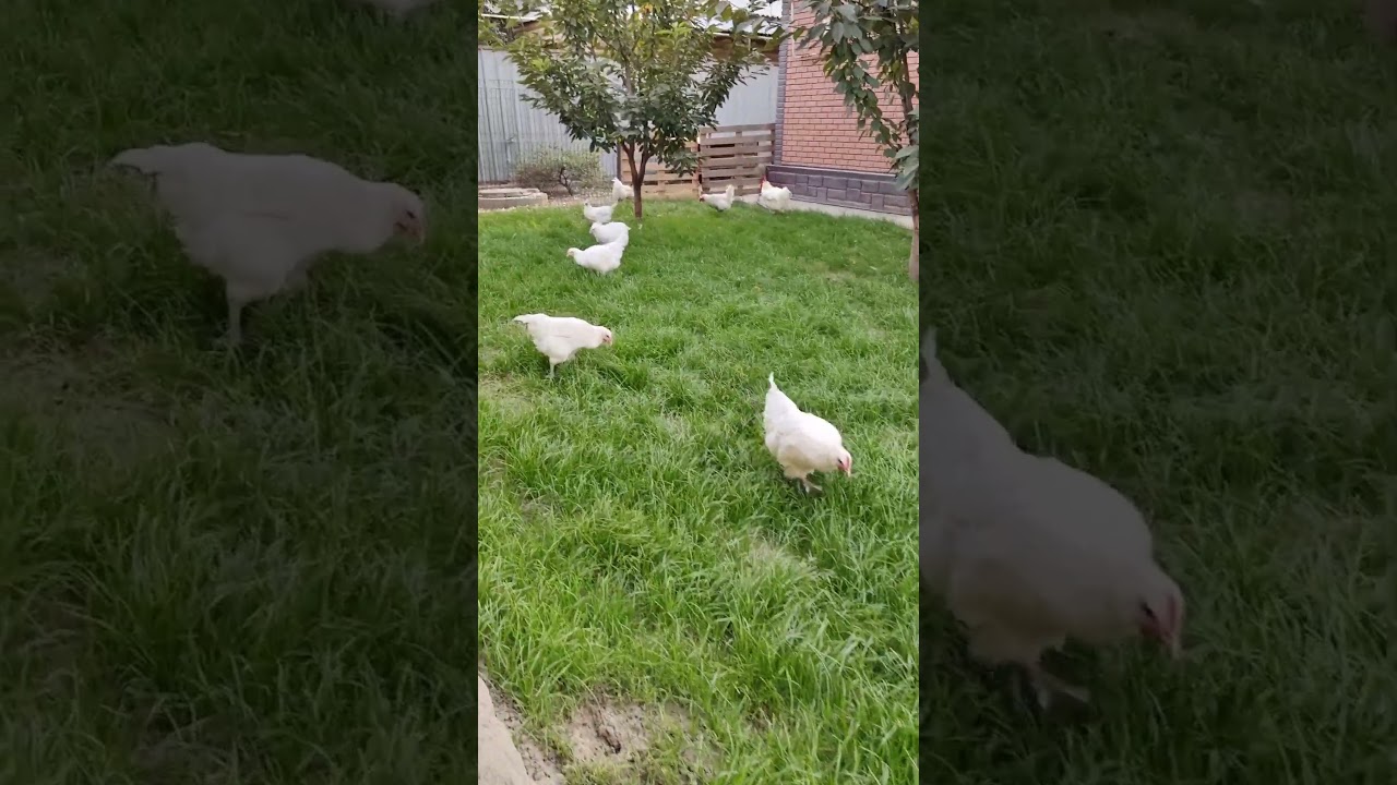 Бресс Гальские циплята рождены 05.06.2024. Возраст 3 мес 12 дней. Алматы.