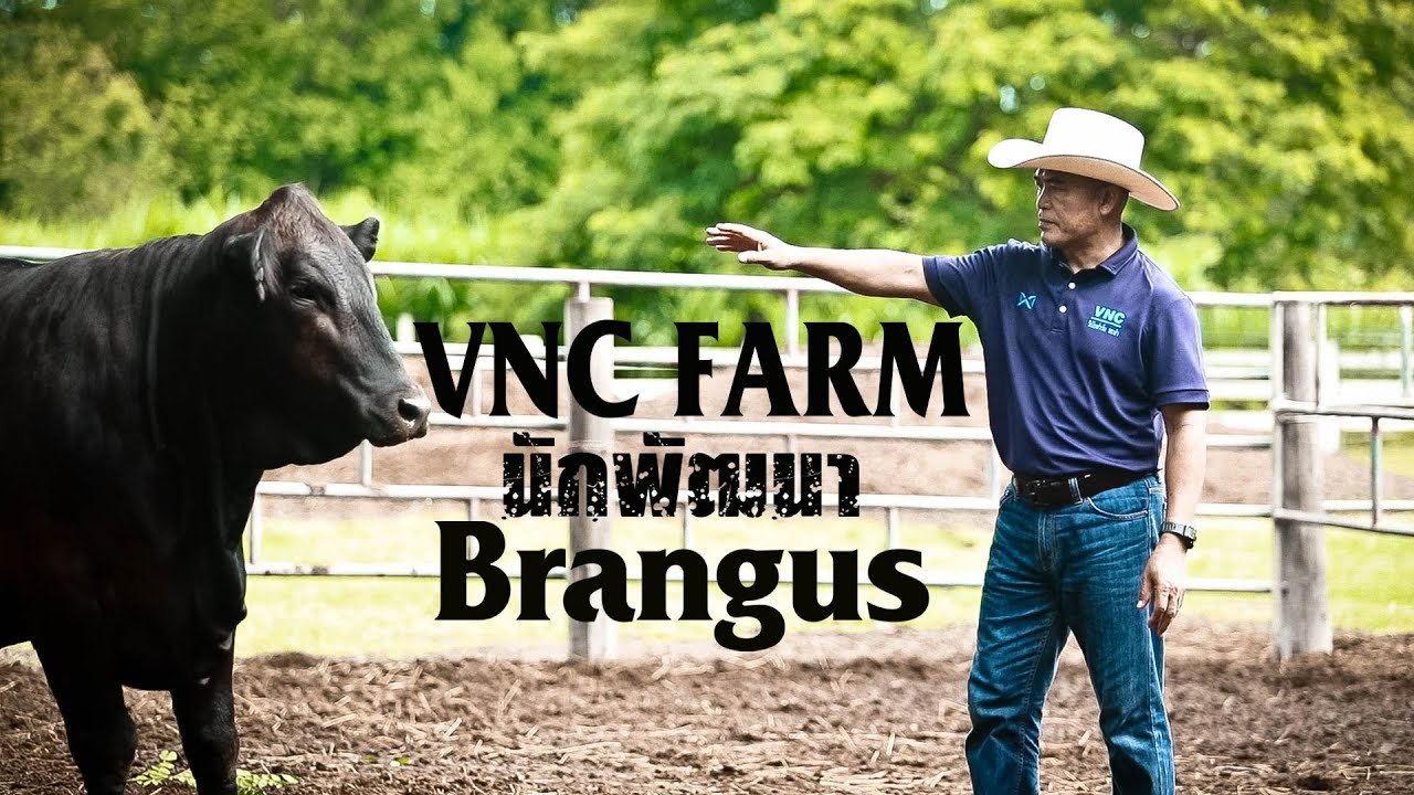 VNC วินัยฟาร์ม ไม่เคยหยุดนิ่งพัฒนาสายพันธุ์ Brangus