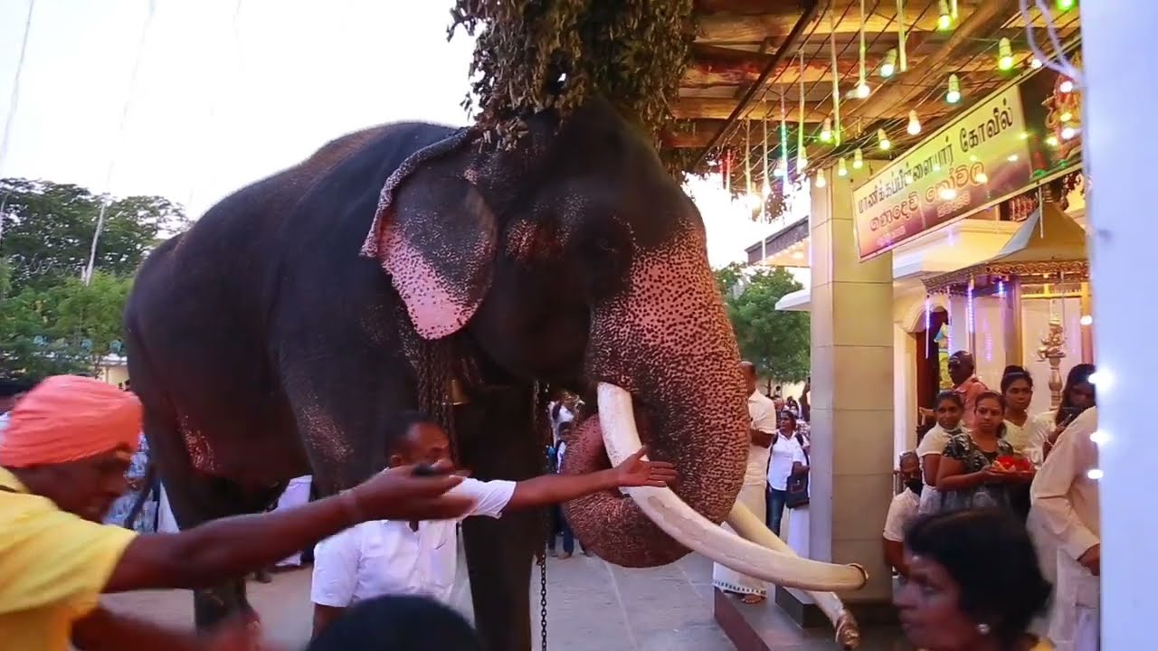 වාසනා දෙවියන්ට වැද පලතුරු පූජාවක් ලබා දී භාරය නිදහස් කළ හැටි