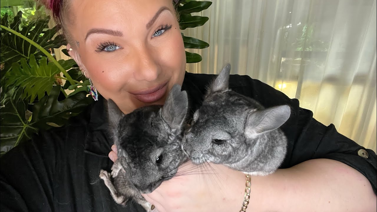 PRESENTERAR CHINCHILLOR