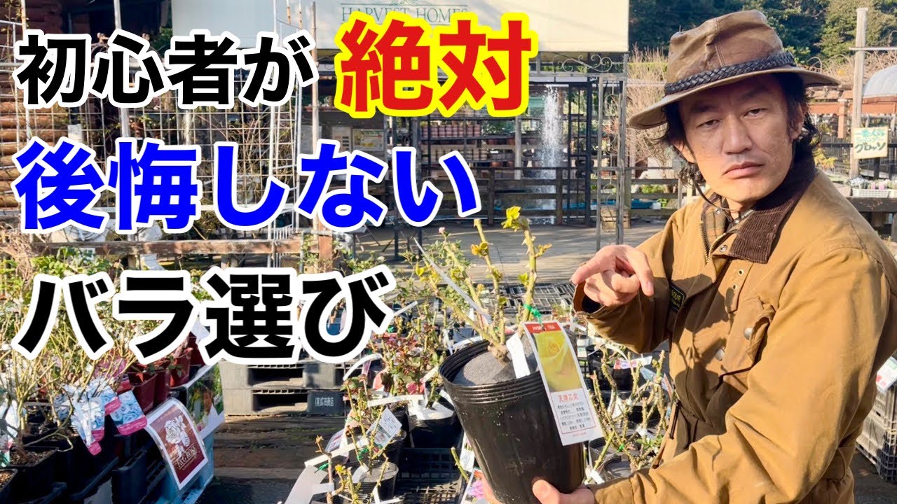 バラの品種を選ぶ前に必ず確認すべきポイントがあります　【カーメン君】【園芸】【ガーデニング】初心者