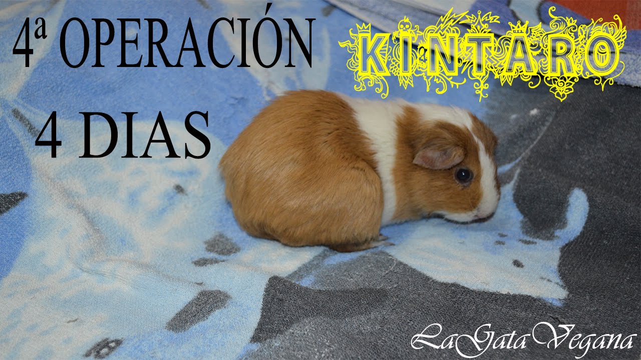 KINTARO 4 DÍAS DEL CUARTO LIMADO / COBAYA CON SOBRECRECIMIENTO DE LAS RAÍCES DENTALES