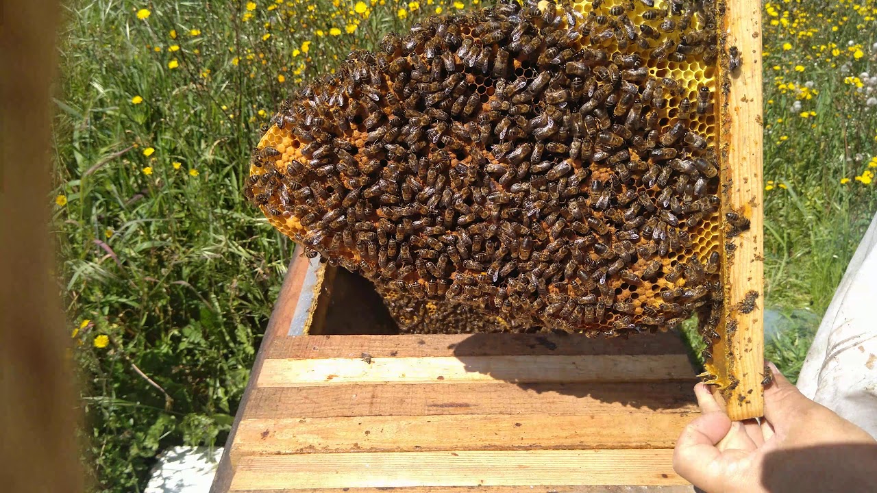 Quick Topbar hive inspection