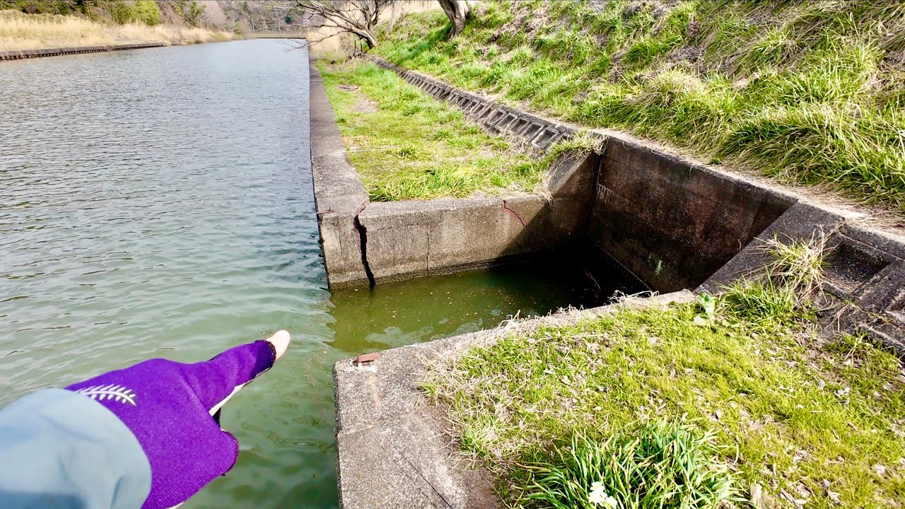 凹みのある水路に大型が潜んでいた・・。