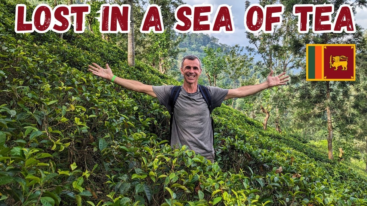 Why is Ceylon Tea the Best?  Factory Tour ELLA Sri Lanka 🇱🇰
