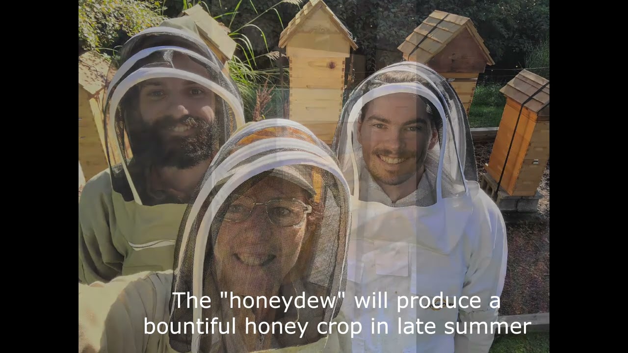 Spotted Lanternfly~ 🍯Honeydew Honey🍯 at Stately Hyland Apiaries.  The good that comes from the bad.