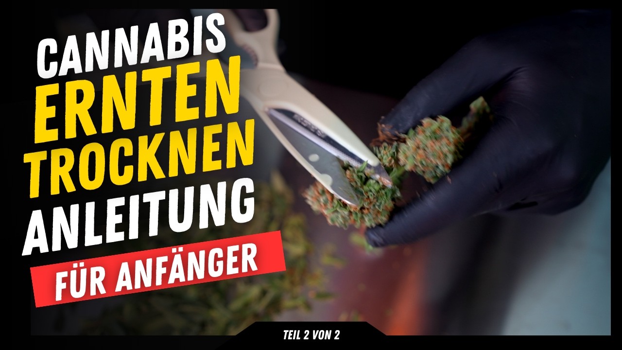 Anleitung Cannabis Ernten Trocknen Schneidetechnik  nass & trocken Schimmel frei für sichere Medizin