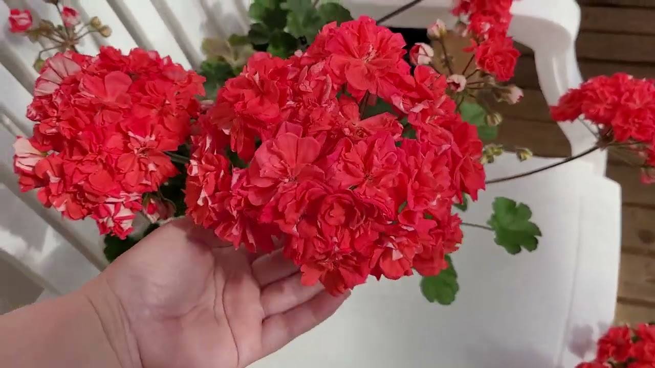ЮВ Кардинал