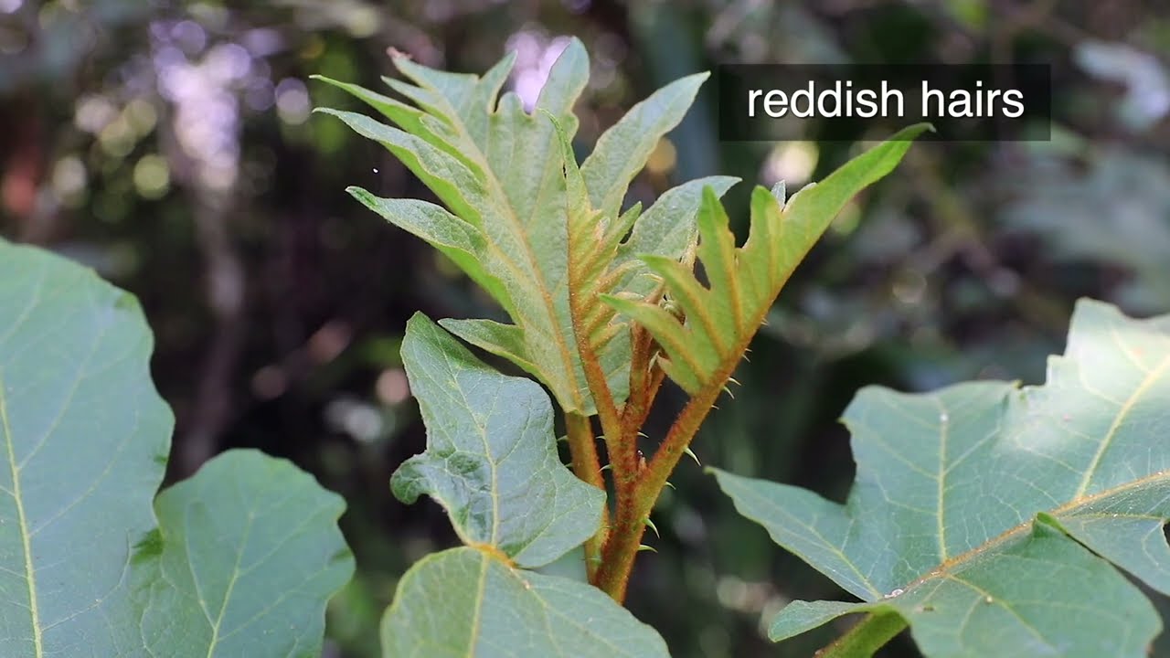 Identification and Control of Giant Devil's Fig