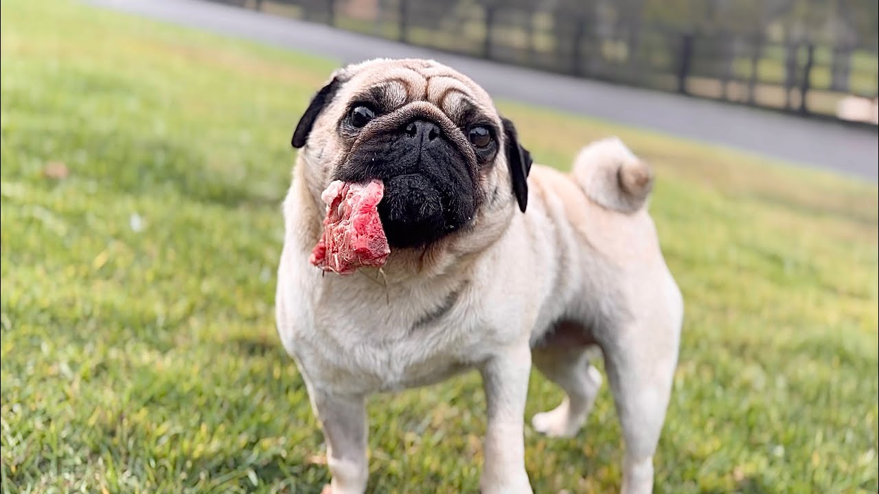 Dogs Running Free | Raw Bone Treats | Playtime | Happy Dogs