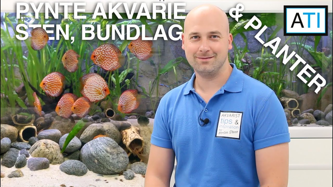 Gøre Discus 720 liter akvariet flottere med nye sten (Rense bundlag og beskære planter)
