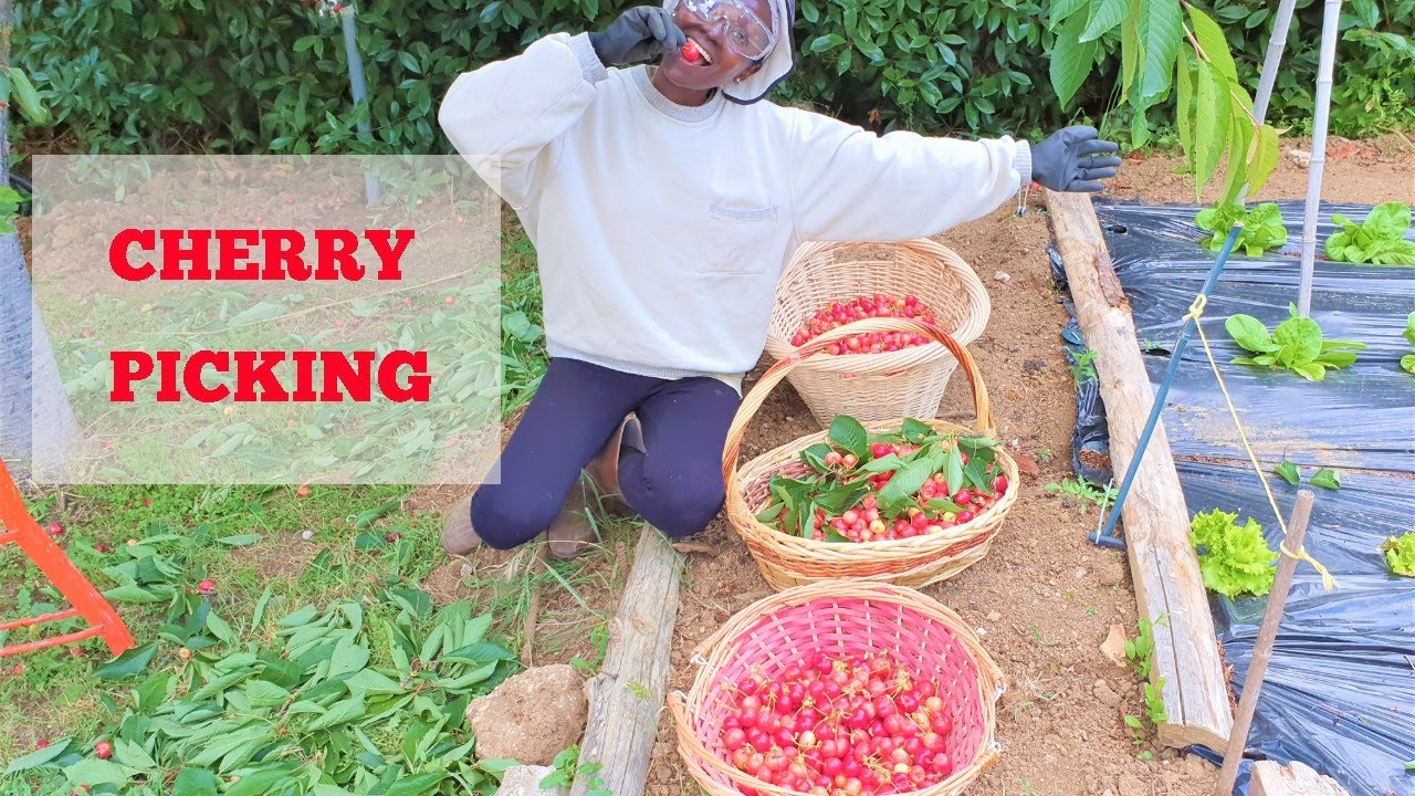 How to harvest cherries by hand | Cherry Harvesting in Italy.