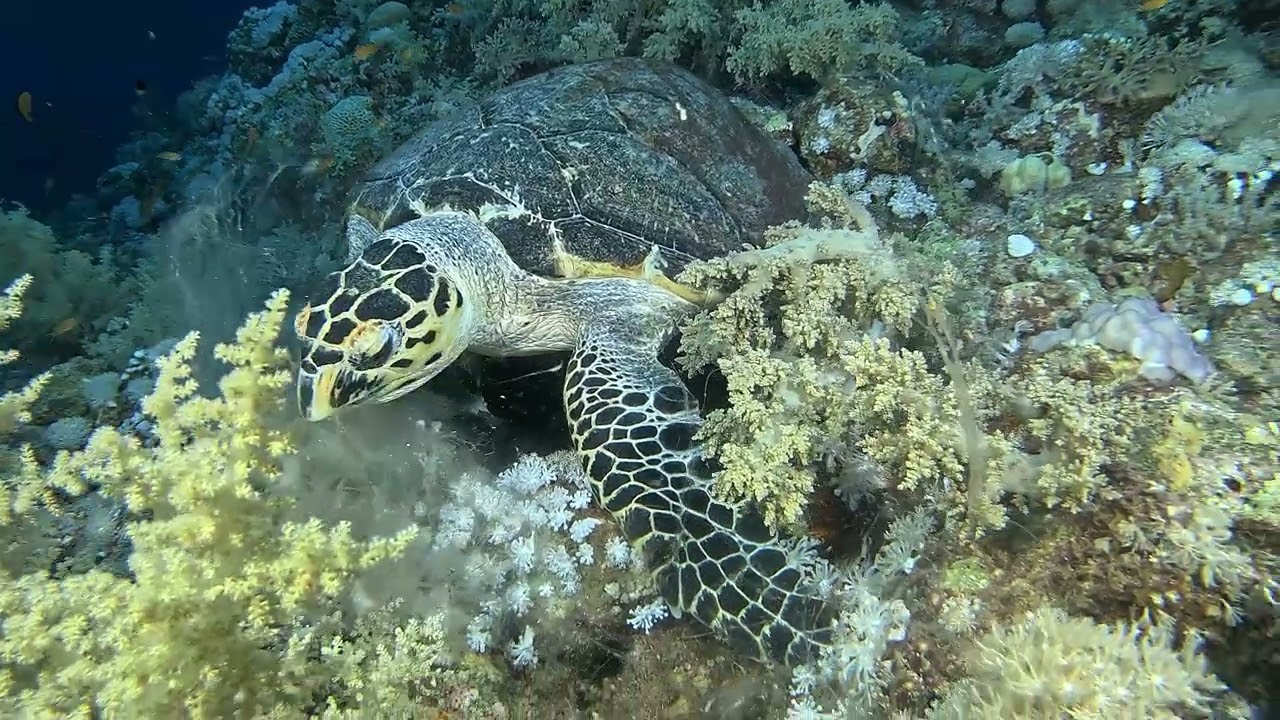 ELPHINSTONE  plongée zodiac tôt le matin sur ce site  pour la chance d'y rencontrer des requins