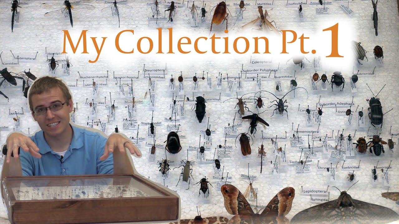 My Insect Collection Part 1