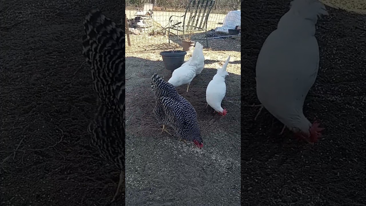 Chickens digging holes #chickens #shorts