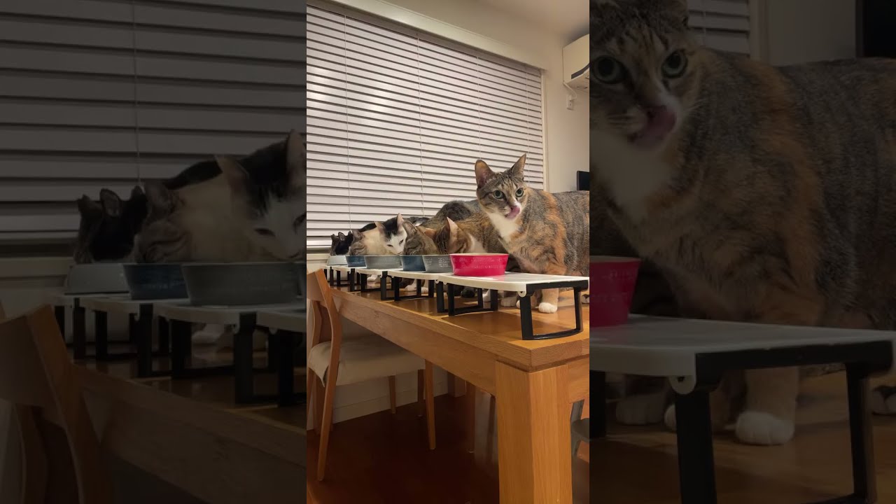 【LIVE】猫たちの朝ごはん🥞