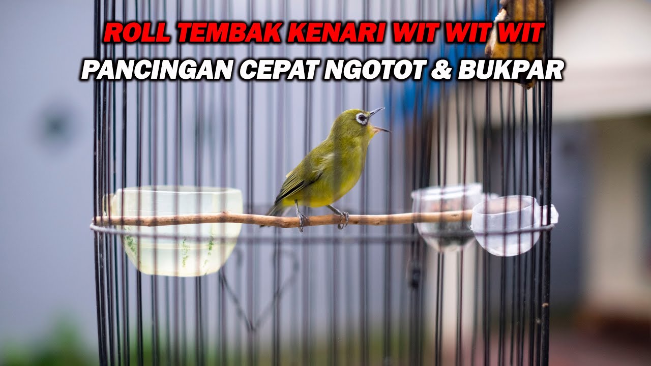 PANCINGAN PLECI ROLL TEMBAK KENARI WIT WIT WIT PALING DICARI
