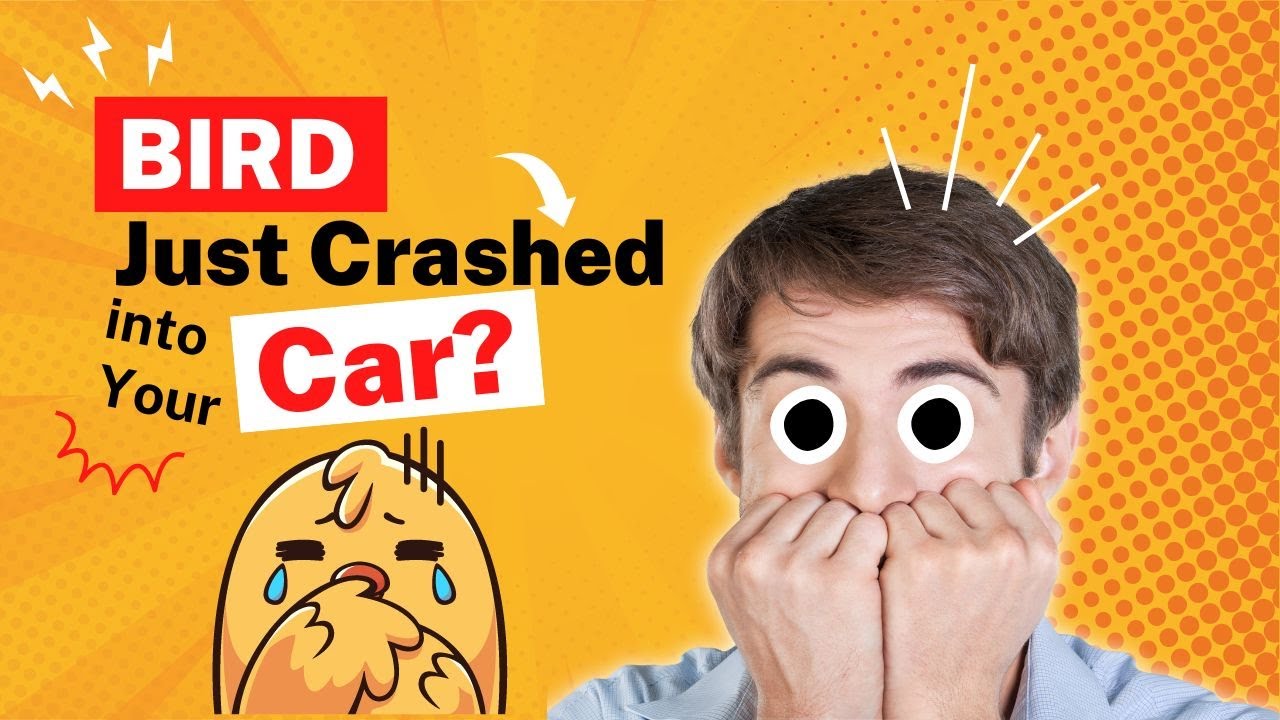 😲🦜What a Bird Crashing into Your Car REALLY Tells You!