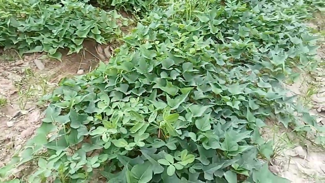 #ปลูกมันเทศเเซมถั่วลิสง #ถั่วดิน #peanutplanting #farming 
