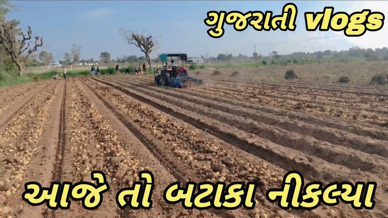 બટાકા નિકલ્યા ગુજરાતી વલોગ્સ //@vlogsvillagebk