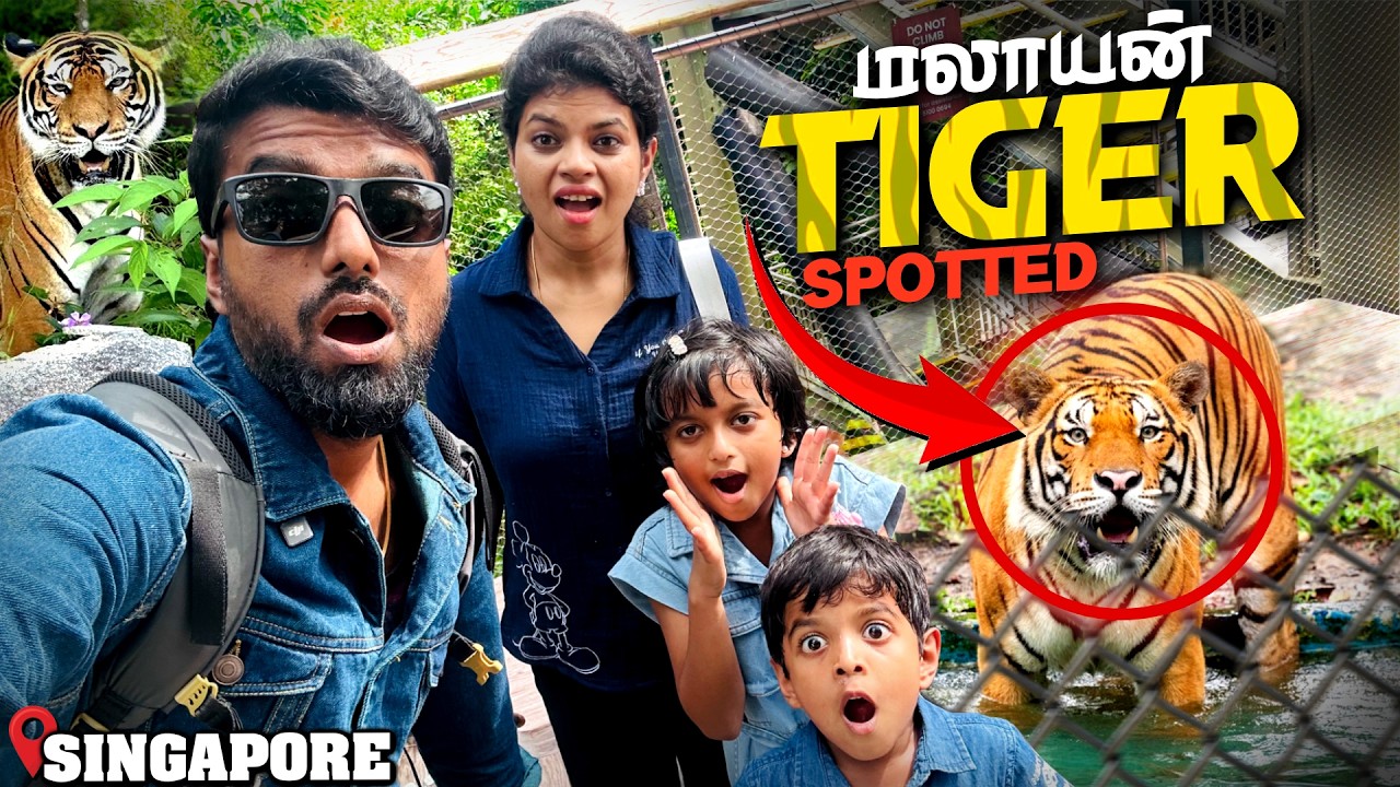 Tiger - Close Encounter in Rain Forest with Family | Singapore | DAN JR VLOGS