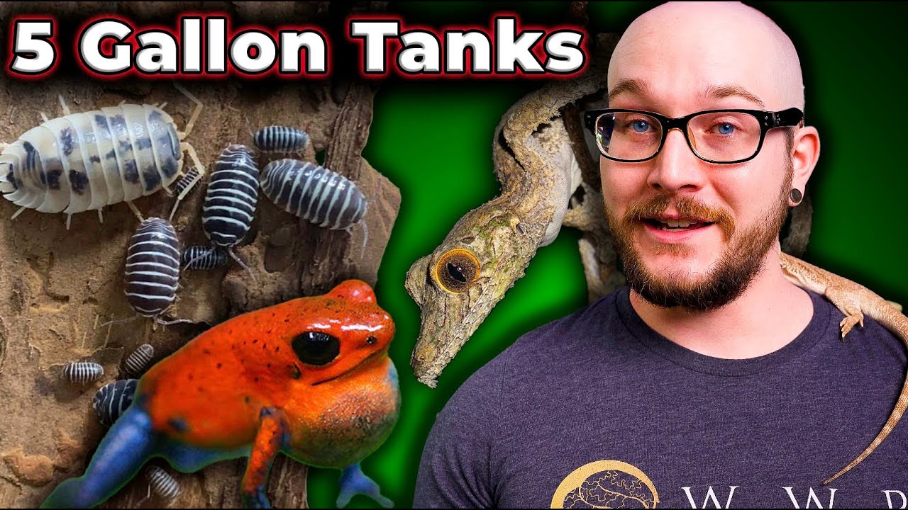 5 Reptiles That Can Live in 5 Gallon Enclosures FOREVER | Micro Reptile Enclosures