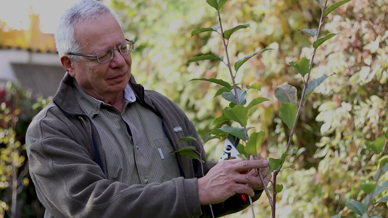 Metszés-óra (19/20): Hogyan tanuljunk meg metszeni?