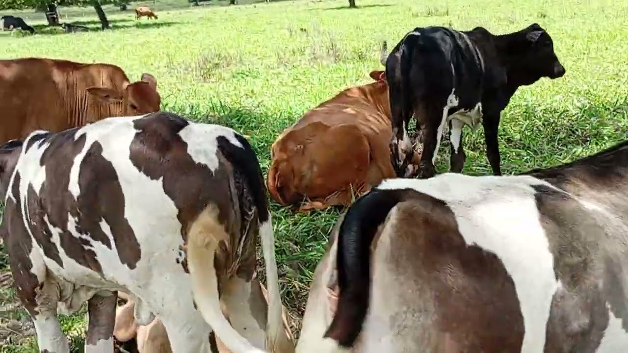 Bora de apartar o gado ? Por que quem espera no Senhor nunca é confundido ?