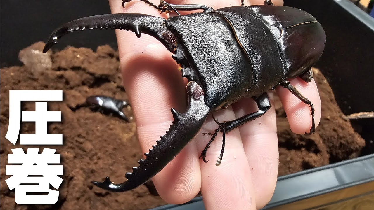 1年かけて羽化してきた世界最大のヒラタクワガタがデカすぎる