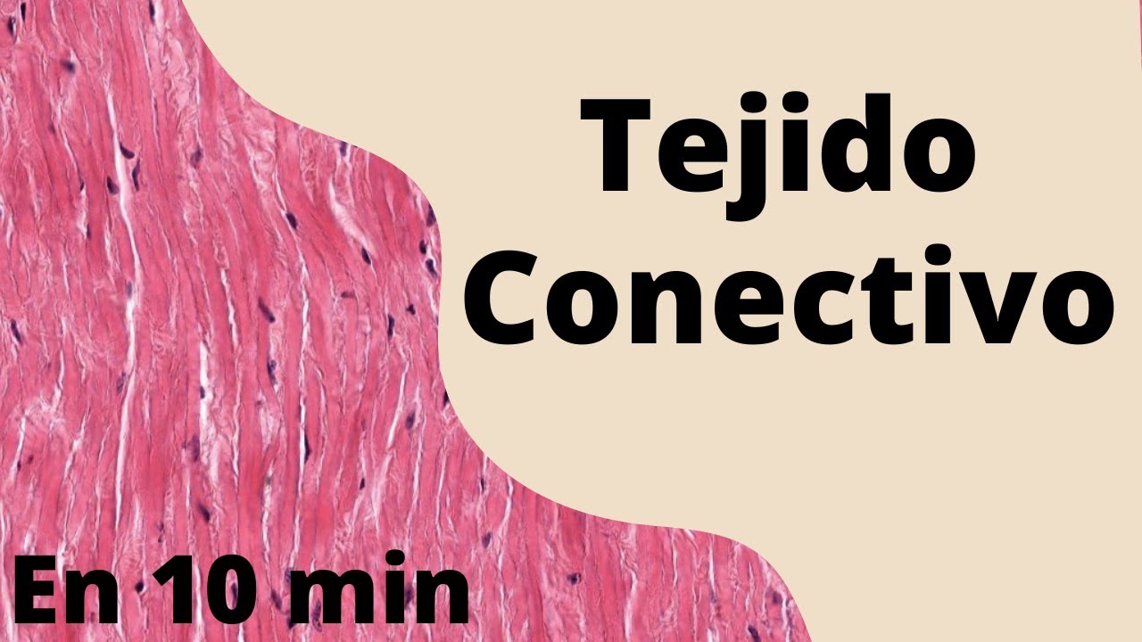 Resumen del tejido conectivo