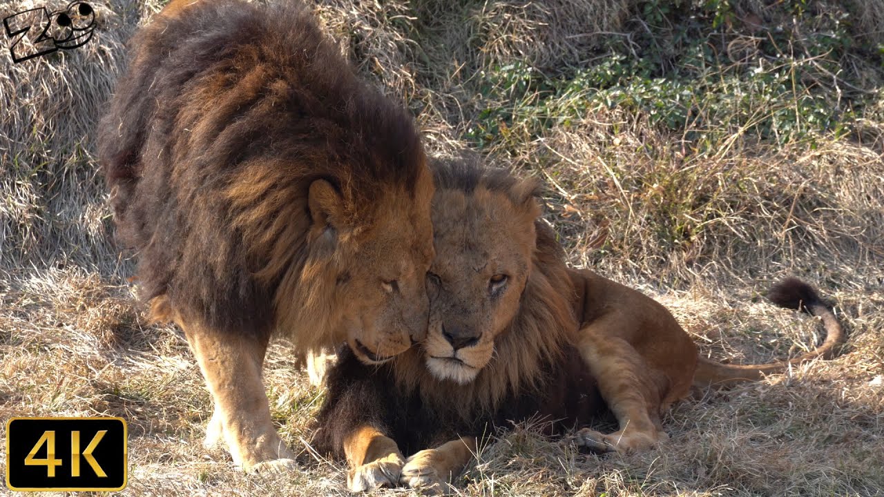 【ライオン】ジャンプとスパークの挨拶を見ると和みます　多摩動物公園【Lion】Tama Zoological Park
