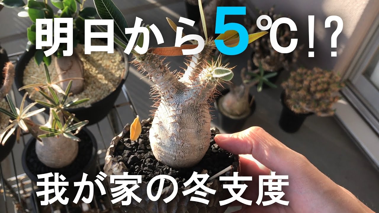 【冬越し】11月末の塊根植物の様子と冬越しを語る/パキポディウム/パキプス