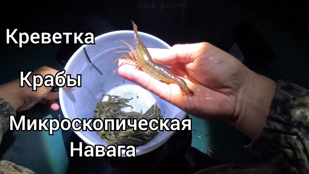 Креветки, Краб и микроскопическая Навага. Выезд на природу. о.Сахалин.