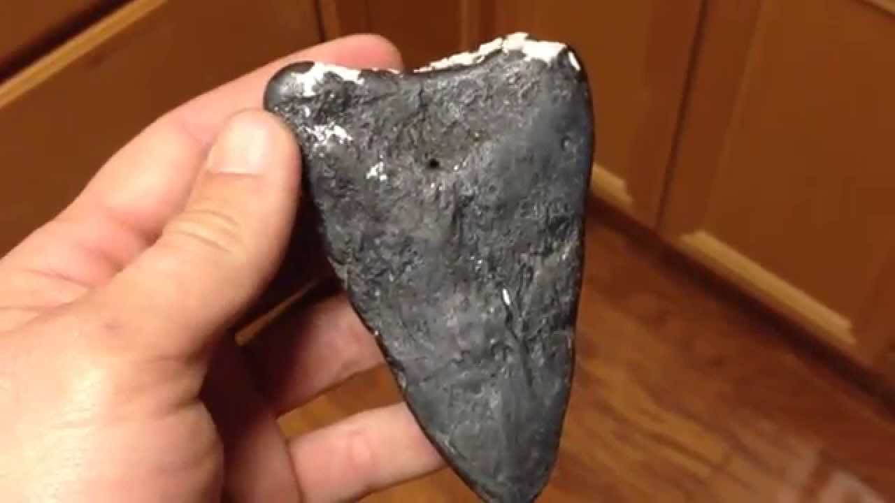 BIGGEST FOSSIL MAKO TOOTH EVER! - CLEANED OF BARNACLES