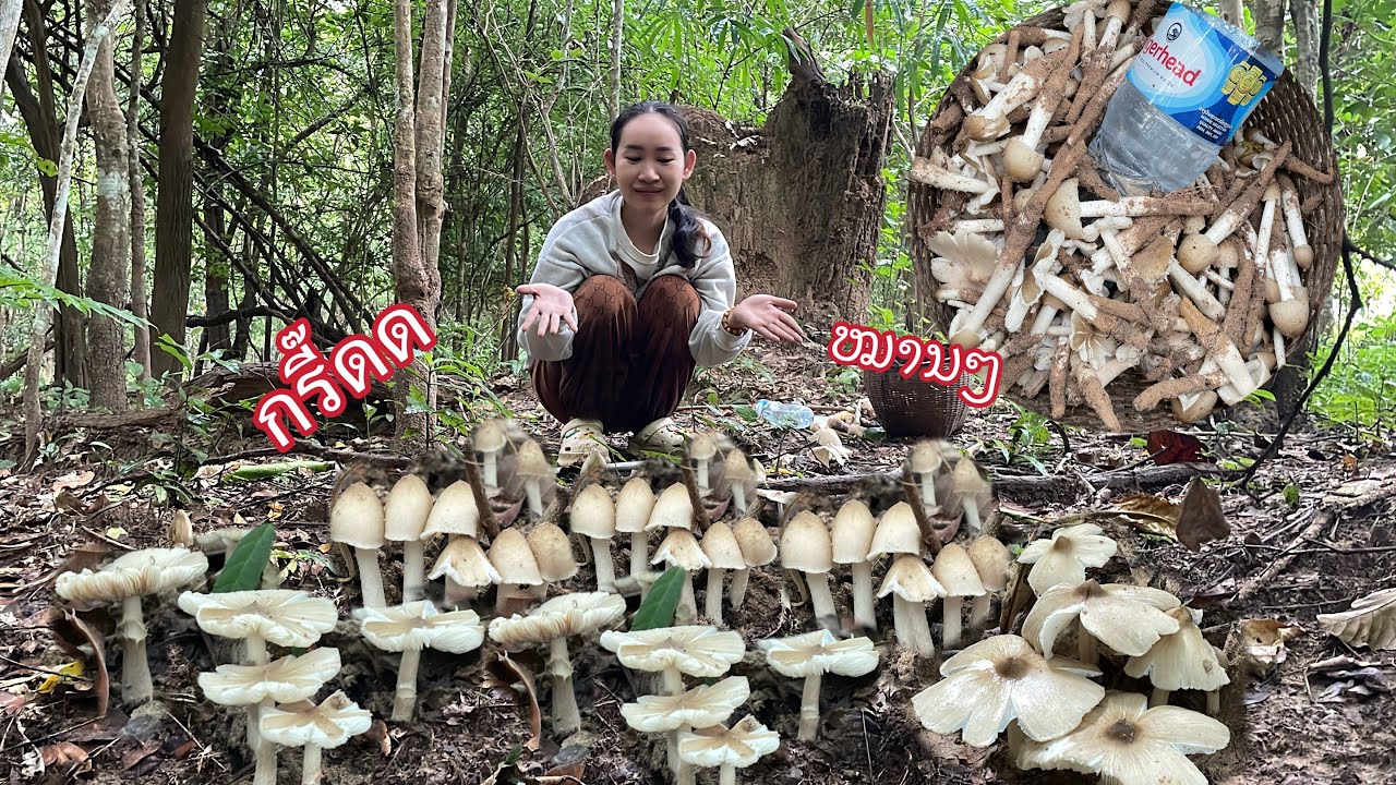 ป่าแตกก‼️ไปทางไหนก็เจอแต่เห็ดปลวก🍄(ติดตามEpต่อไป)
