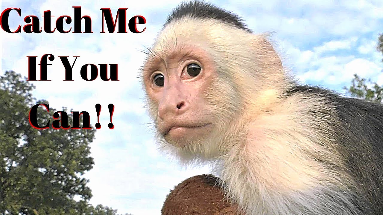 Throwing Balls to a Pet Monkey!