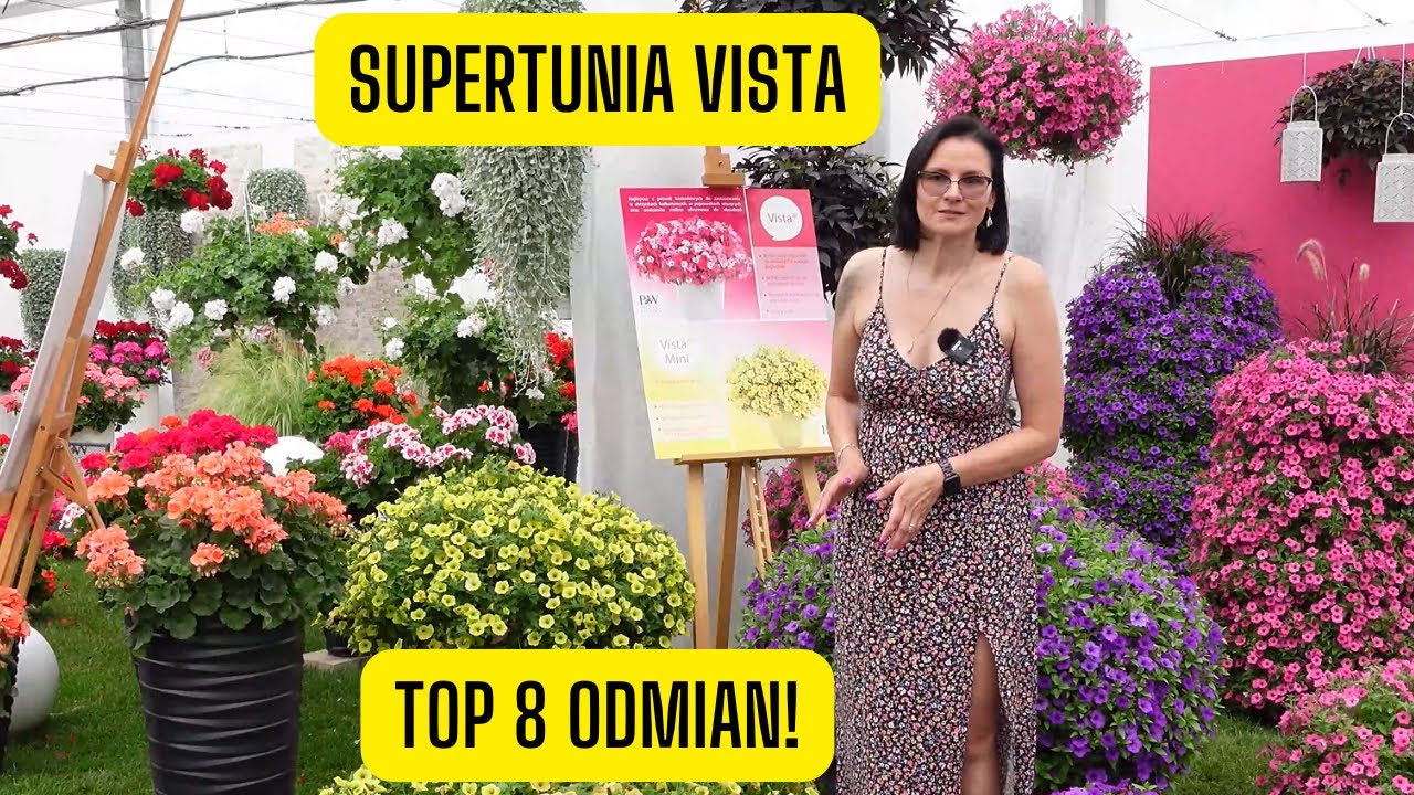 Top 8 odmian Supertunii Visty – Najładniejsze odmiany Visty i Mini Visty
