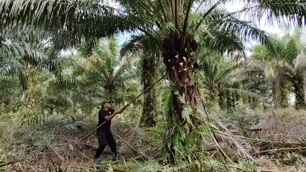 Meneruskan bruning pelepah.. agar sukses