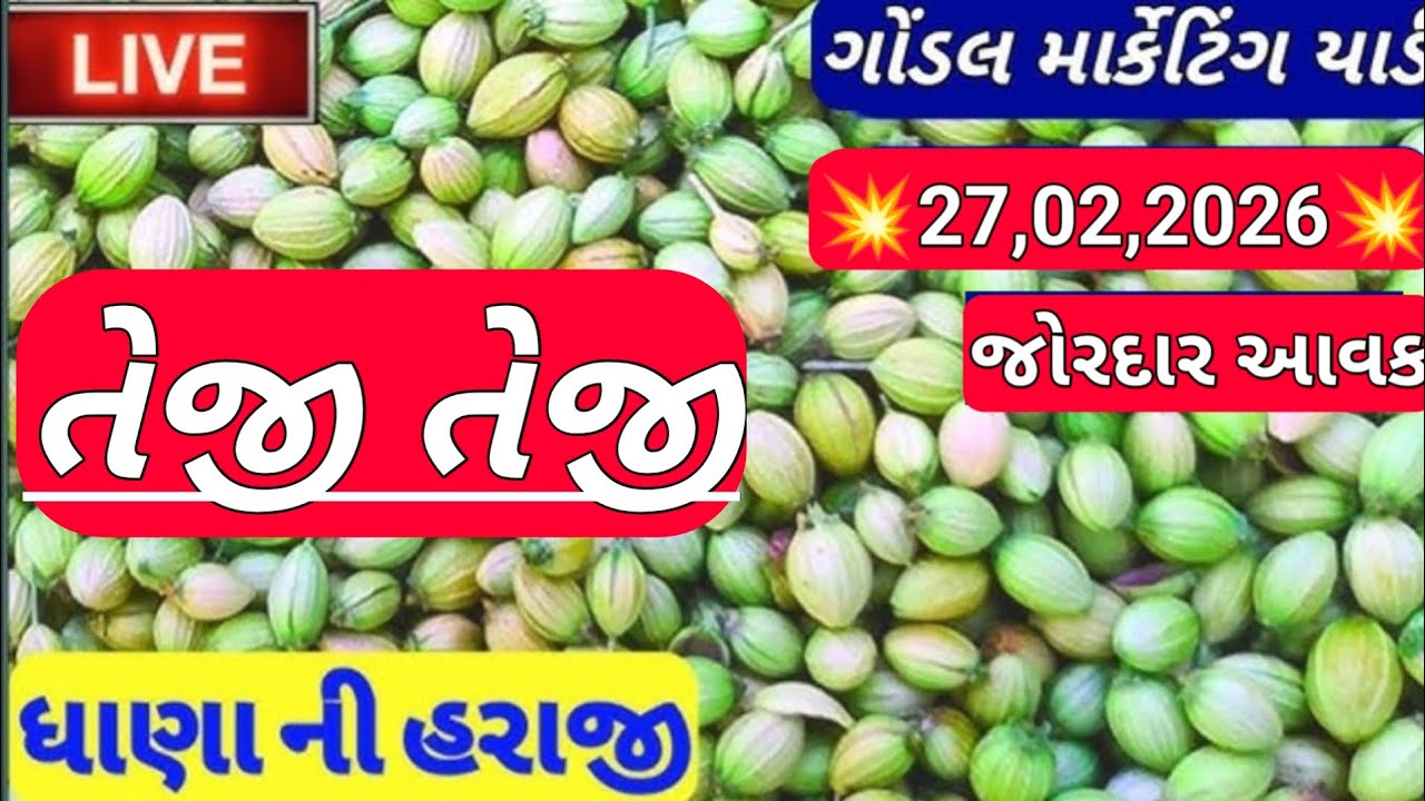 ગોંડલ નવા ધાણા ના બજાર ભાવ / નવા ધાણા ના ભાવ / નવા ધાણા ના બજાર ભાવ / 27,02,2026